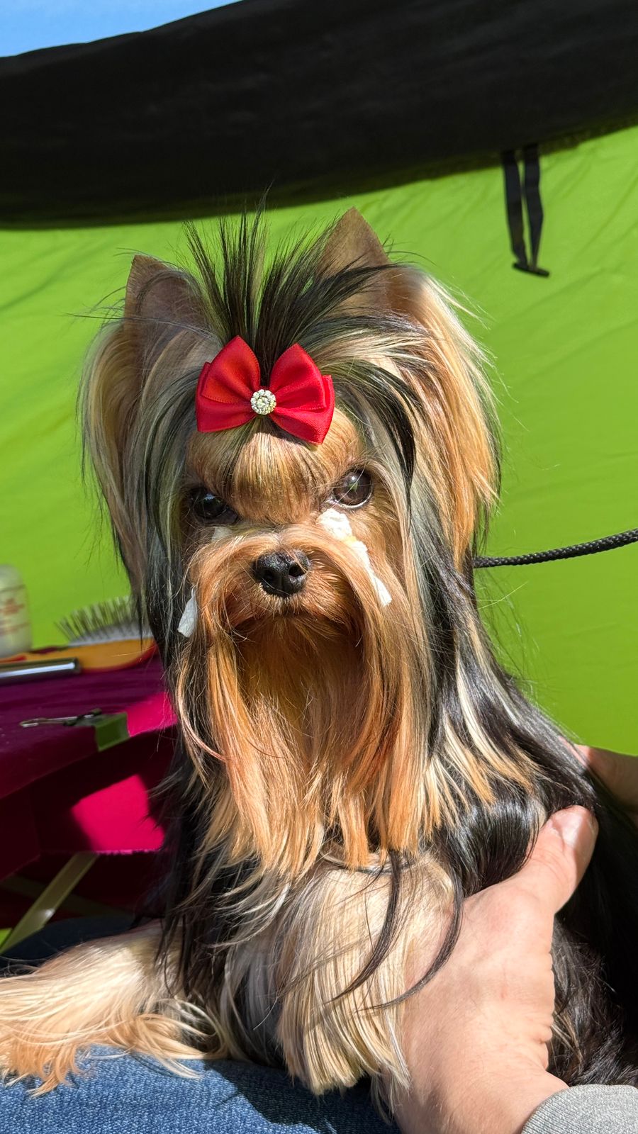 Laranta LARANTA CLAUDE FRANCOIS — Labaza DogPedigree YorkshireTerrier
